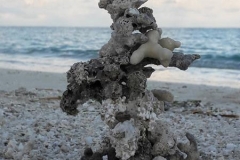 Lebenssteine Malediven Koralle 6