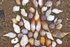 See-Muscheln-Mandala